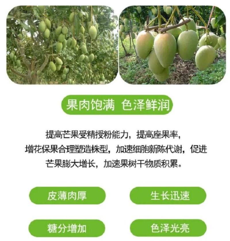 芒果拉长丰满素芒果叶面肥催芽增甜保花保果防裂膨大素