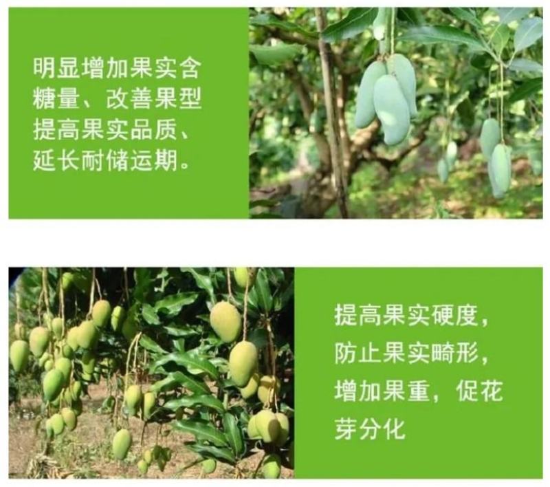 芒果拉长丰满素芒果叶面肥催芽增甜保花保果防裂膨大素