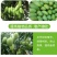 芒果拉长丰满素芒果叶面肥催芽增甜保花保果防裂膨大素