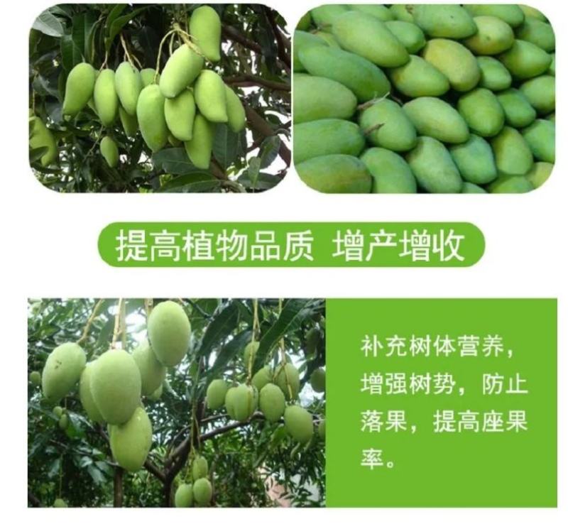 芒果拉长丰满素芒果叶面肥催芽增甜保花保果防裂膨大素