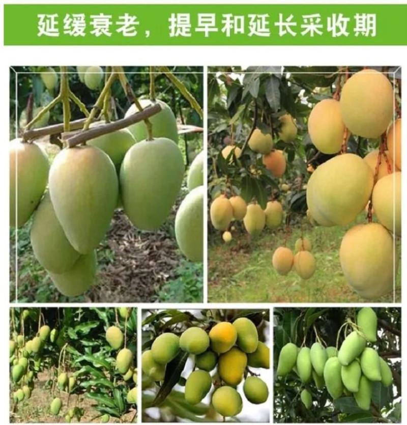 芒果拉长丰满素芒果叶面肥催芽增甜保花保果防裂膨大素