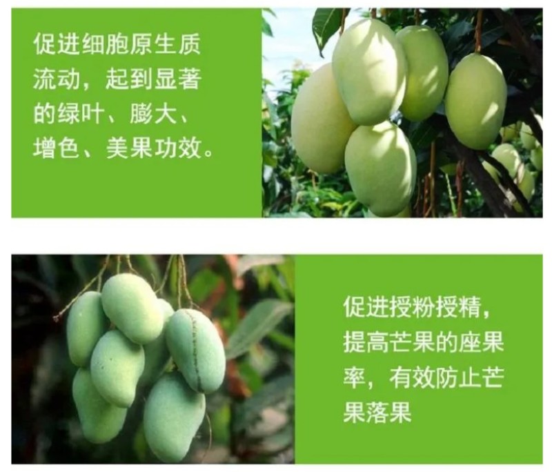 芒果拉长丰满素芒果叶面肥催芽增甜保花保果防裂膨大素