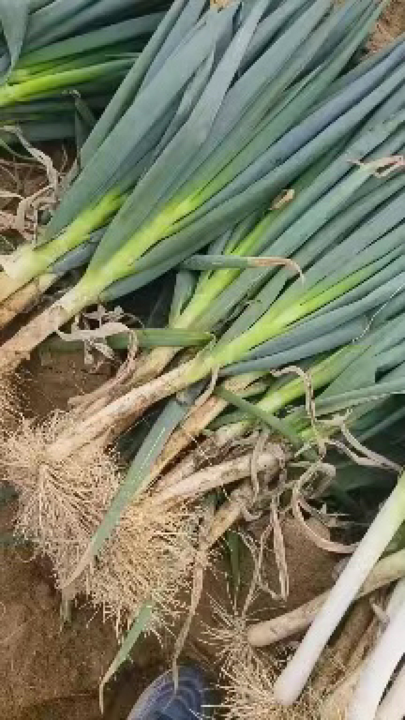 精品大葱钢葱铁杆大葱大量供应，欢迎合作