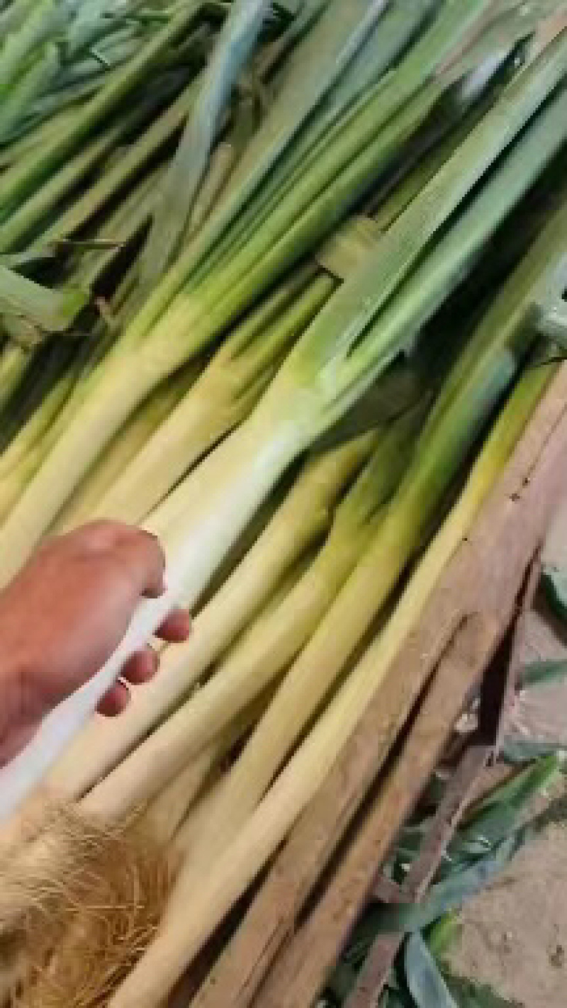 推荐铁杆大葱，货量充足，产地发货，品质好，欢迎合作