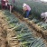 推荐铁杆大葱，货量充足，产地发货，品质好，欢迎合作