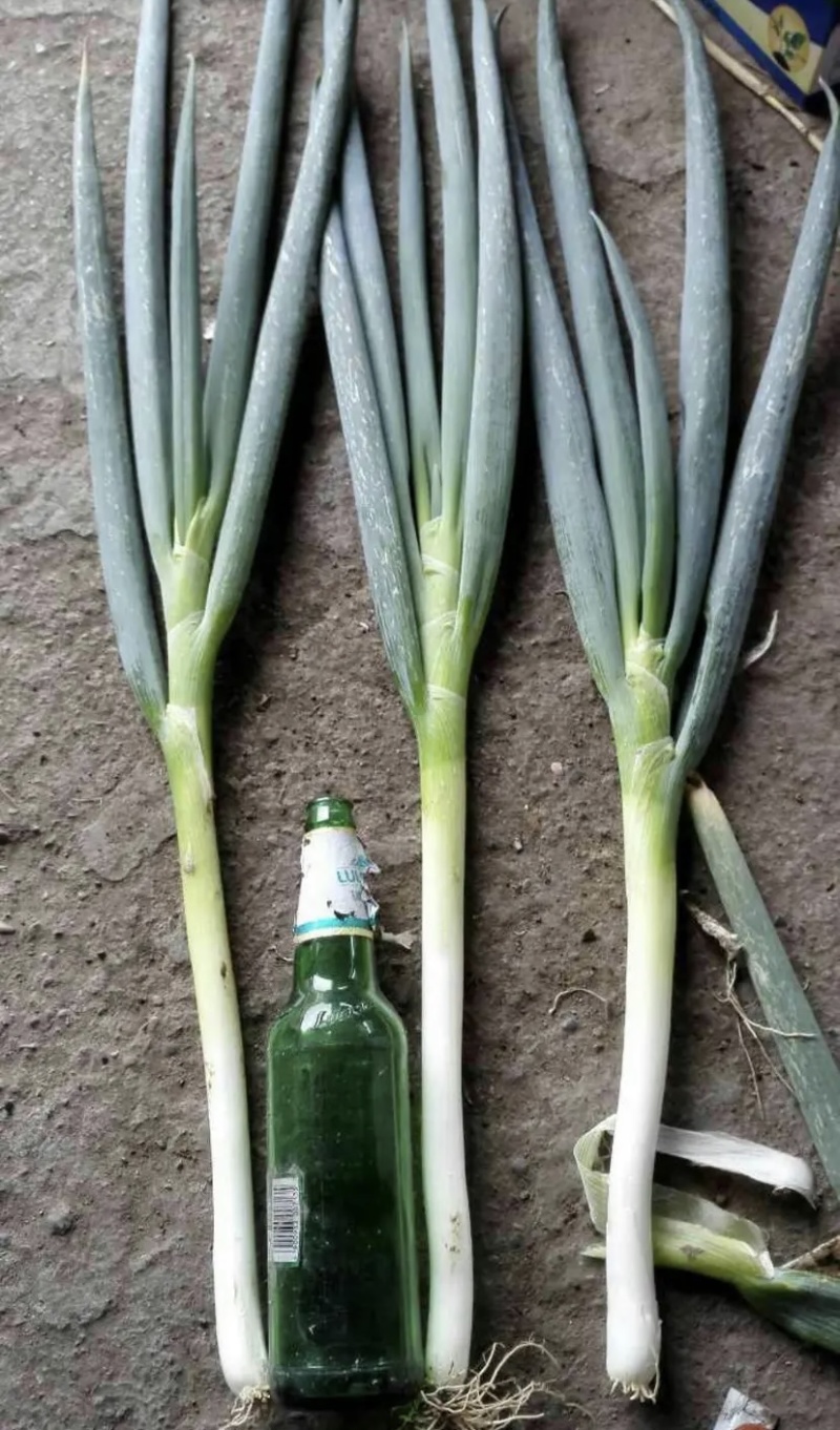 推荐铁杆大葱，货量充足，产地发货，品质好，欢迎合作