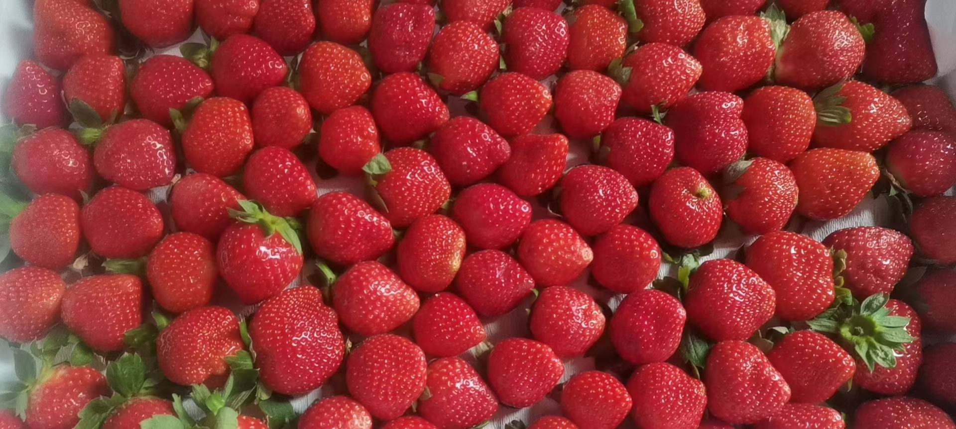 草莓拼盘