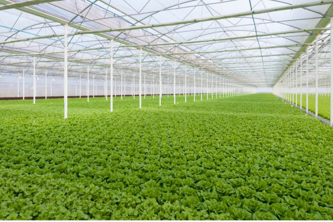 长叶生菜种植基地航拍图