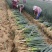 推荐日本钢葱，产地发货供应，精品货欢迎各位合作