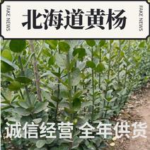 丛生北海道，3分支，多分支，专业北海道黄杨种种植基地直供