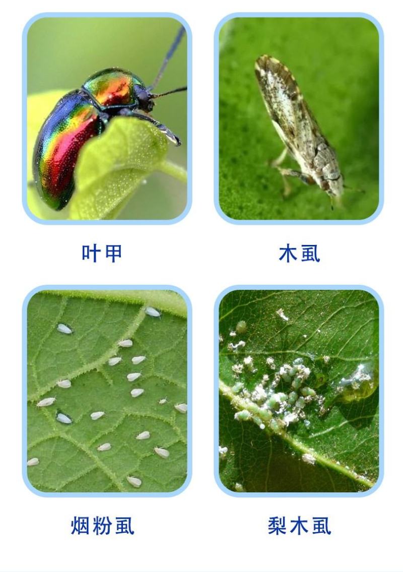 美今联苯菊酯螺虫乙酯蚧壳虫木虱白粉虱灰象甲杀虫剂