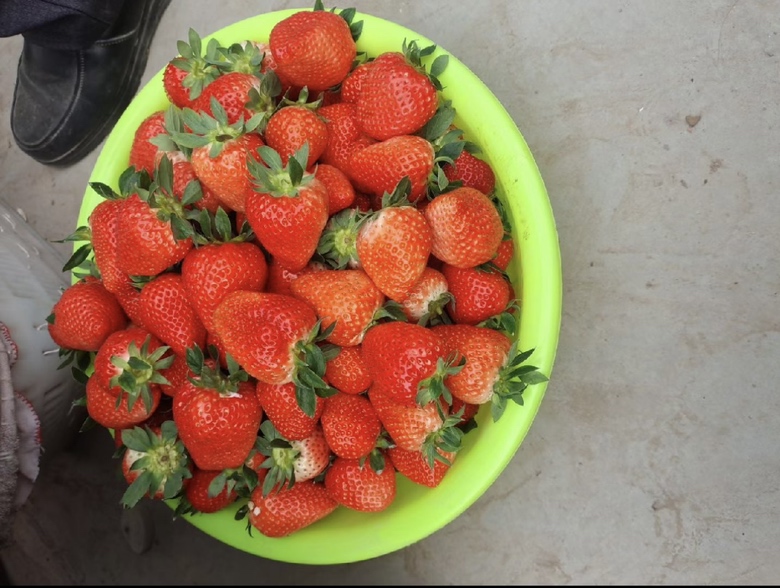 红颜草莓切片摆放在甜点盘中,旁边配有奶油、巧克力酱和新鲜薄荷叶装饰 红颜草莓美食创意搭配