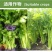 芹菜专用叶面肥拉长拉直增产叶片浓绿抗病增产鲜嫩