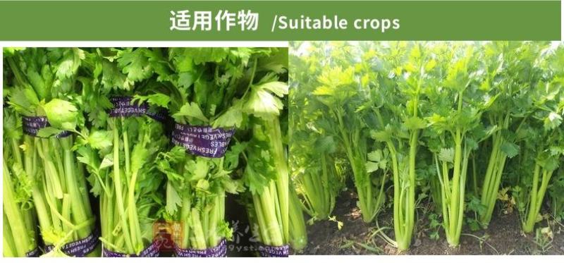 芹菜专用叶面肥拉长拉直增产叶片浓绿抗病增产鲜嫩