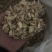 云南罗平小黄姜片干姜片干姜块