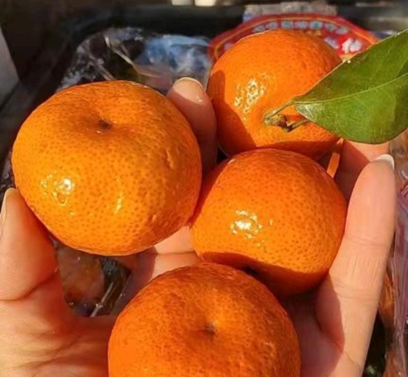 沙糖桔柑橘广西产地直发，货源充足全国可发