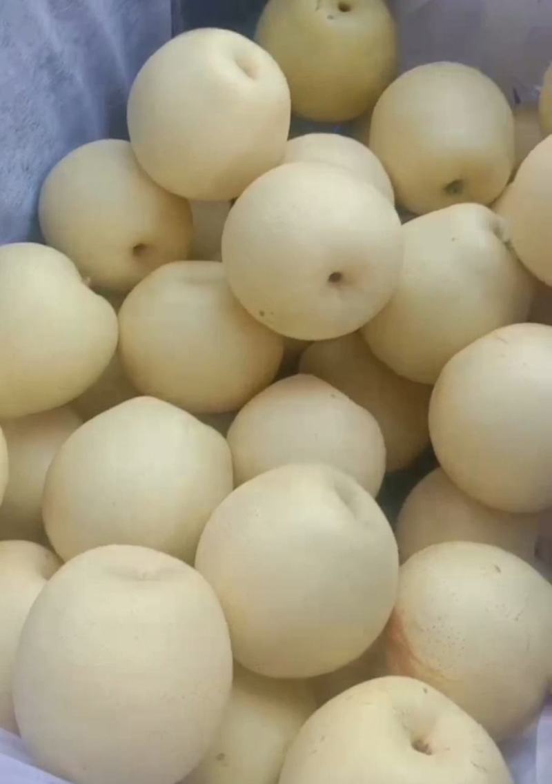 河北深州光果皇冠上市中，货量充足，优选好水果，欢迎电话联