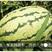 高产抗病耐重茬西瓜种子精装西农8号西瓜种子高抗枯萎病籽小