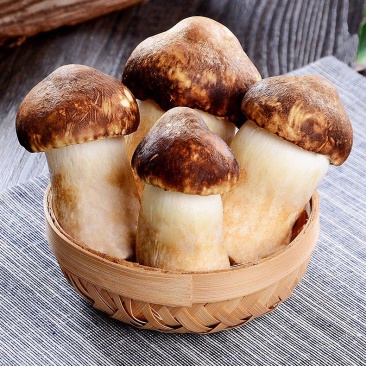 赤松茸大球盖新鲜菌菇炒菜火锅食材