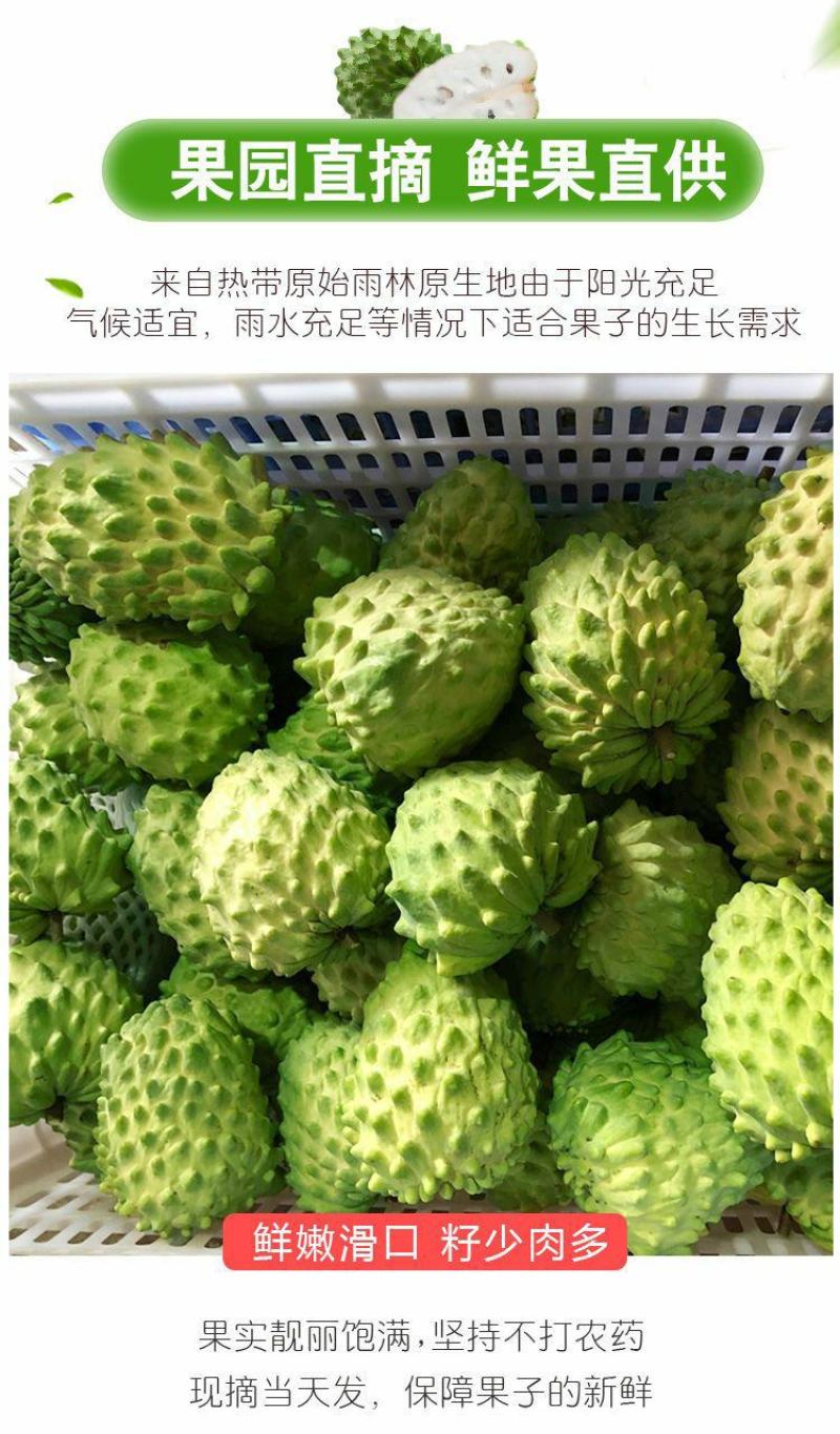 广西释迦果产地直发，货源充足实力一件代发对接各大电商平台