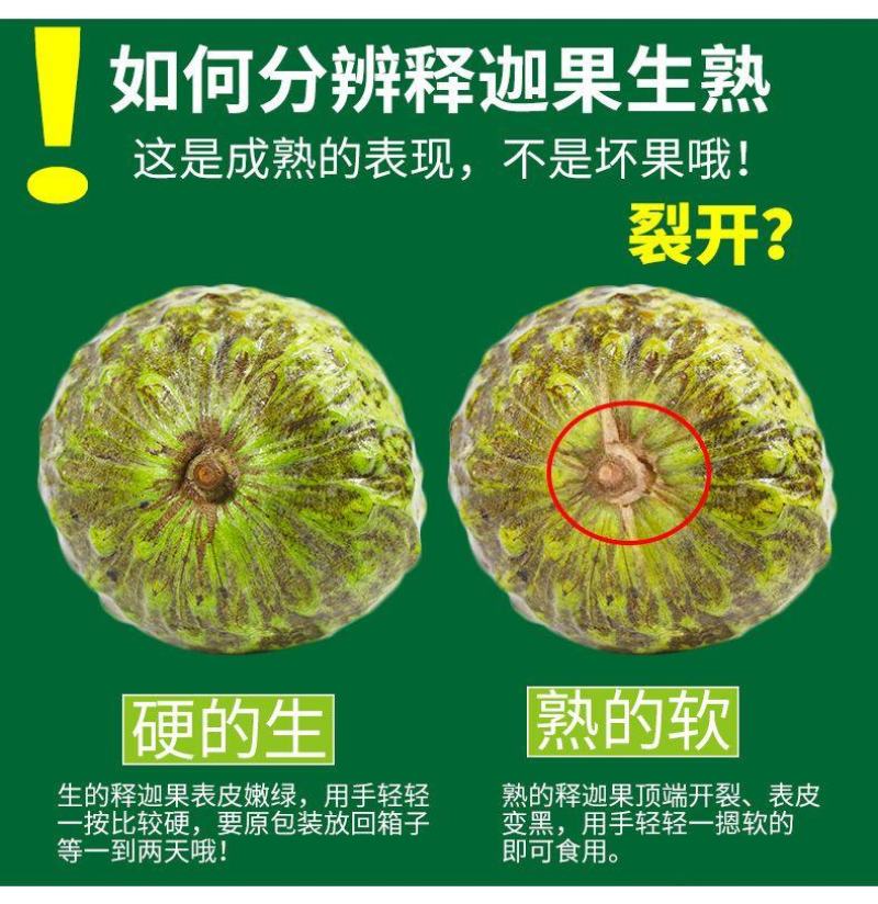 广西牛奶凤梨释迦果现货批发，货充足大果佛头摩尼果包邮