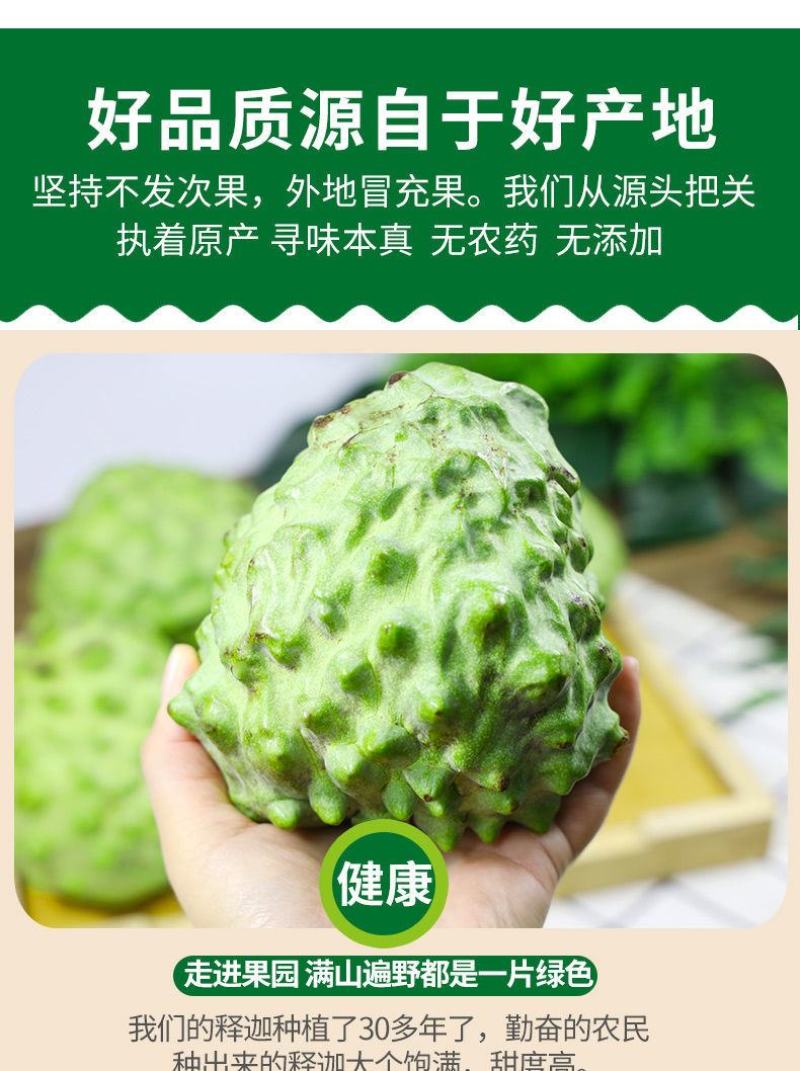 广西牛奶凤梨释迦果现货批发，货充足大果佛头摩尼果包邮