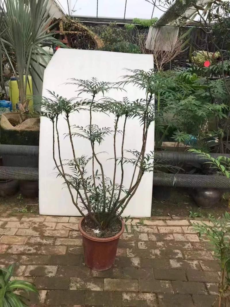 批发商，柳叶十大功劳