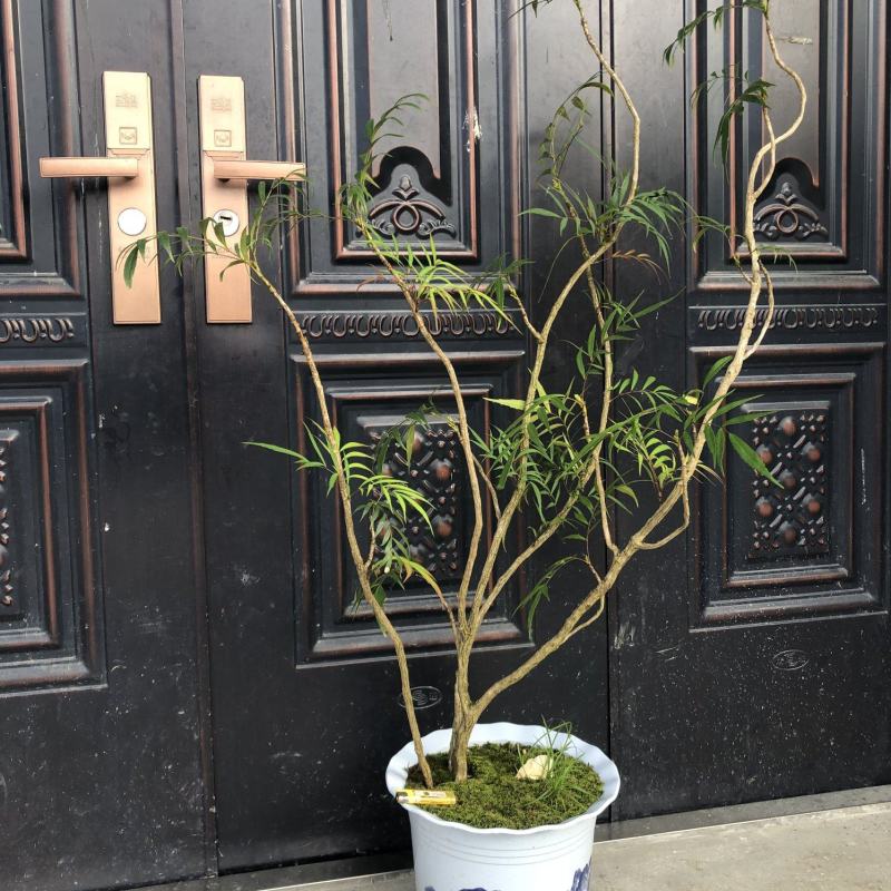 批发商，柳叶十大功劳
