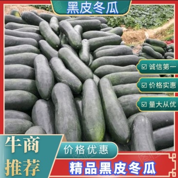 黑皮冬瓜精品黑皮冬瓜大量上市价格便宜欢迎来电咨询