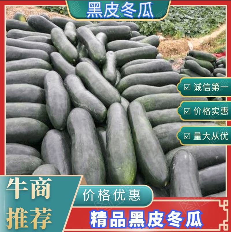 黑皮冬瓜精品黑皮冬瓜大量上市价格便宜欢迎来电咨询