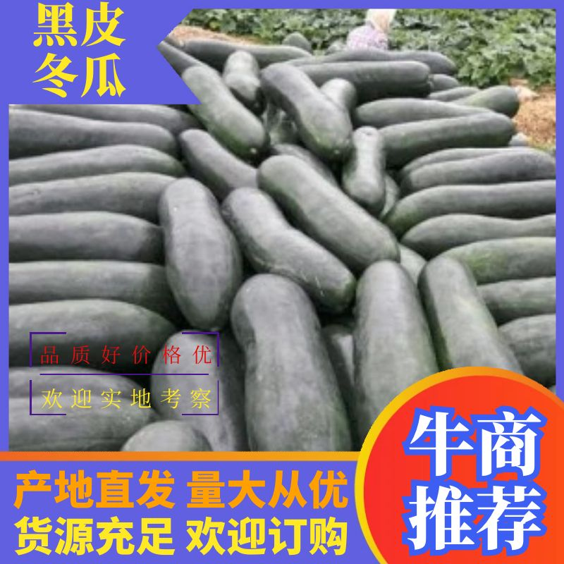 黑皮冬瓜精品黑皮冬瓜大量上市价格便宜欢迎来电咨询