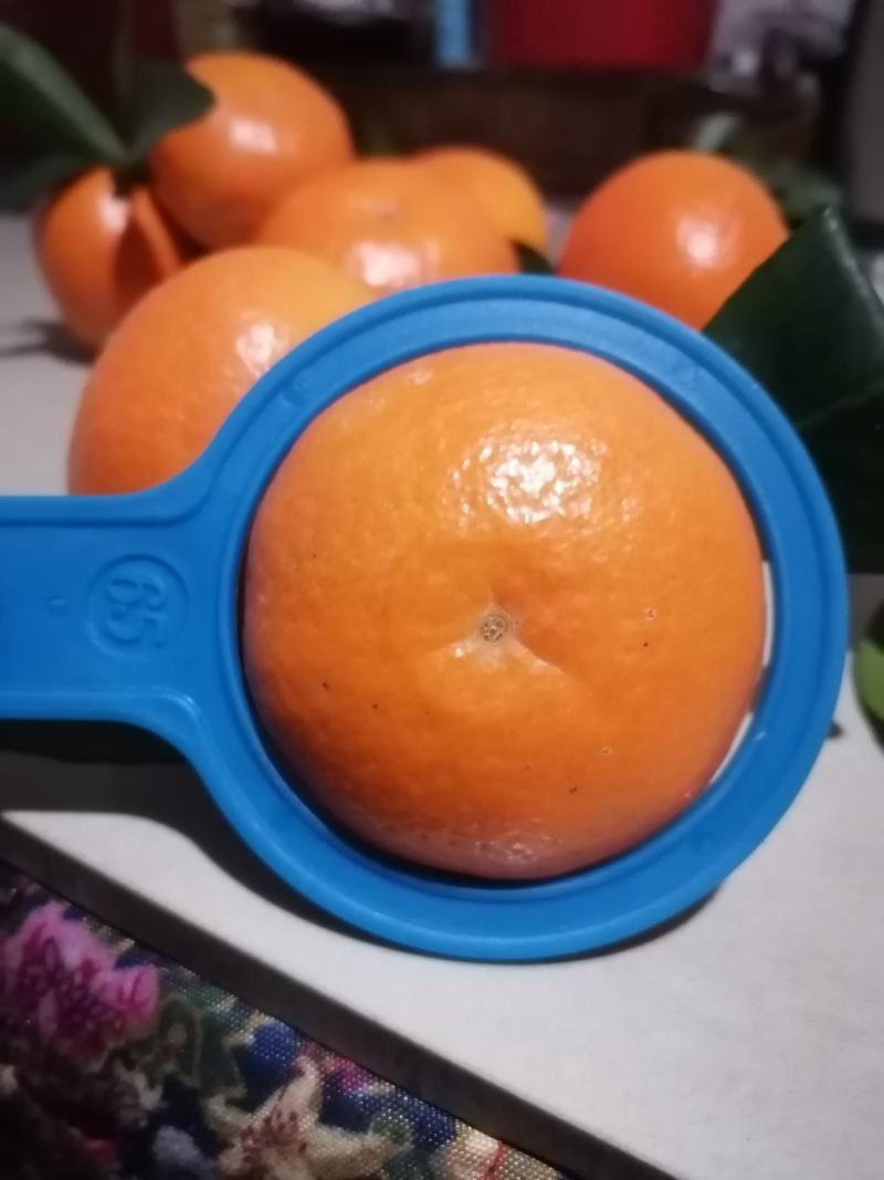 沃柑大量上市皮薄肉多口感甜支持视频看货欢迎来电洽谈