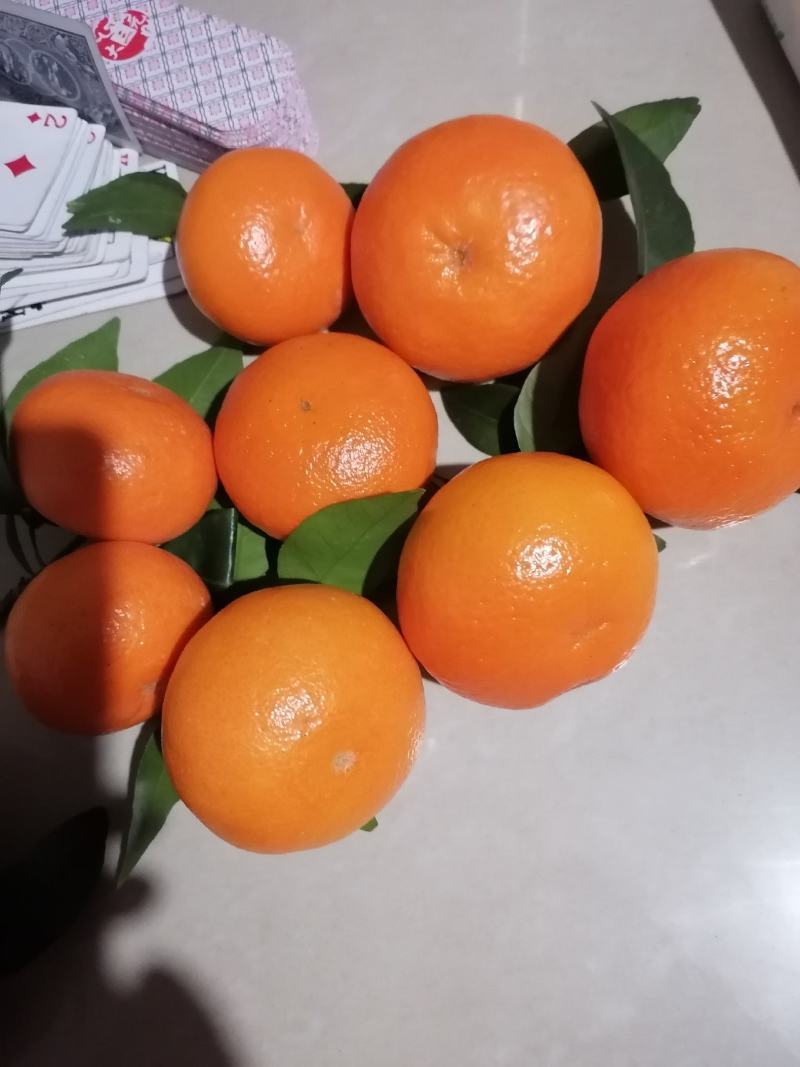 沃柑大量上市皮薄肉多口感甜支持视频看货欢迎来电洽谈