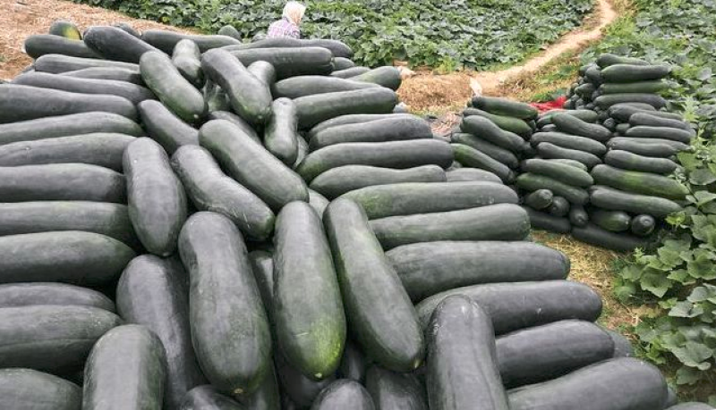 黑皮冬瓜精品黑皮冬瓜大量上市价格便宜欢迎来电咨询