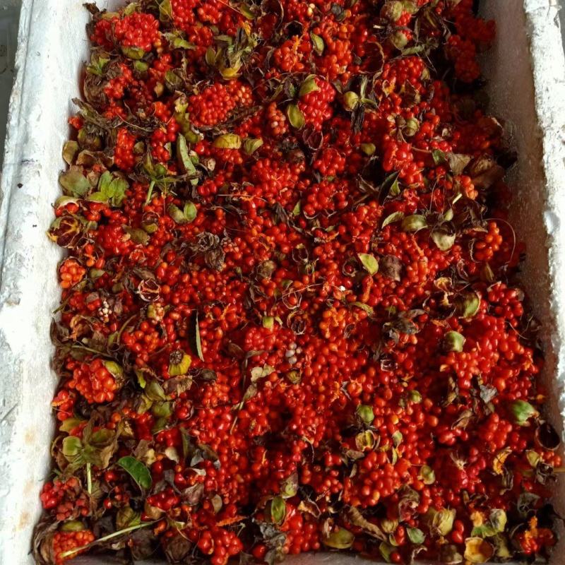重楼种子高杆好品种带皮去皮，按时采摘，成熟度高