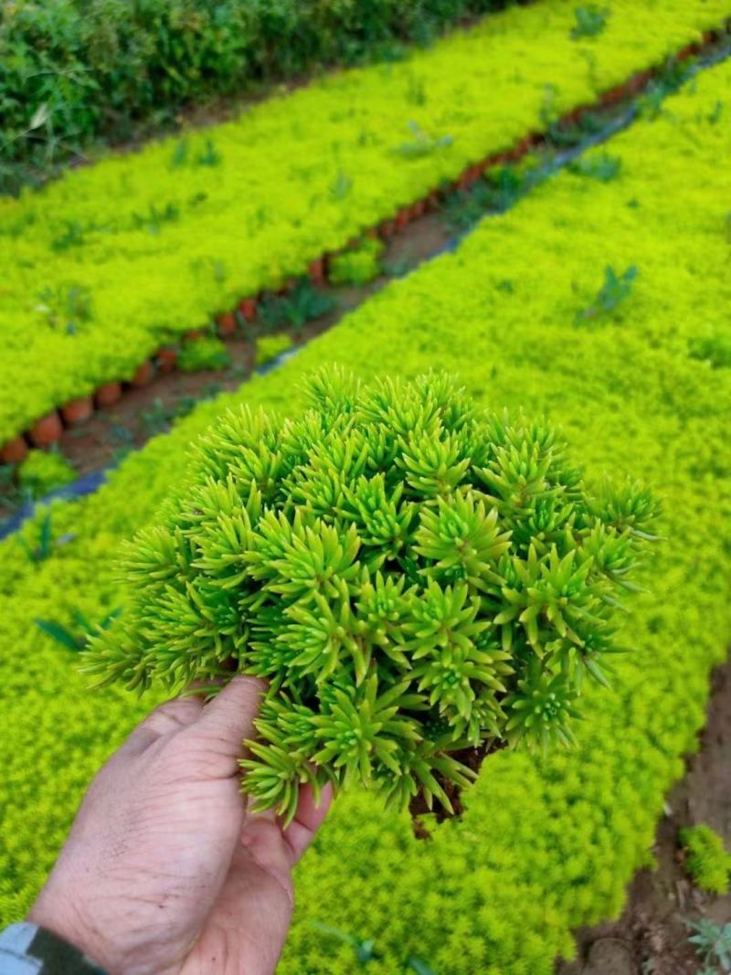佛甲草黄金条基地现货供应，质量保证支持线上交易