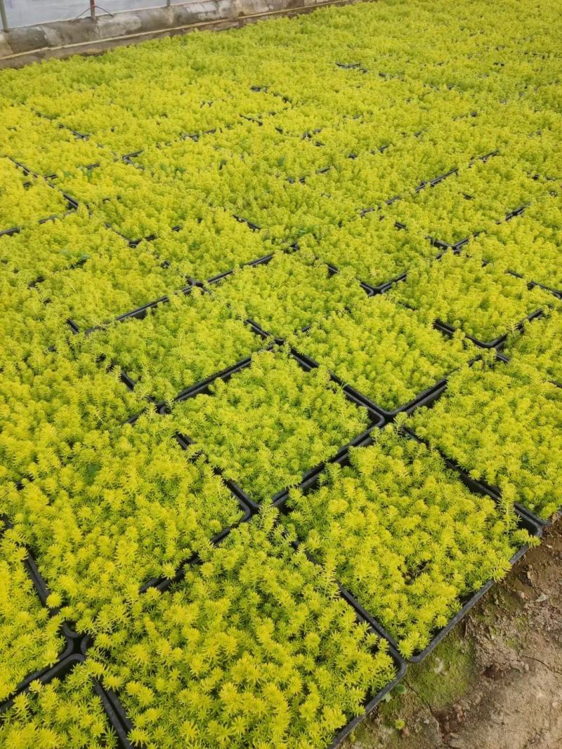 佛甲草黄金条基地现货供应，质量保证支持线上交易