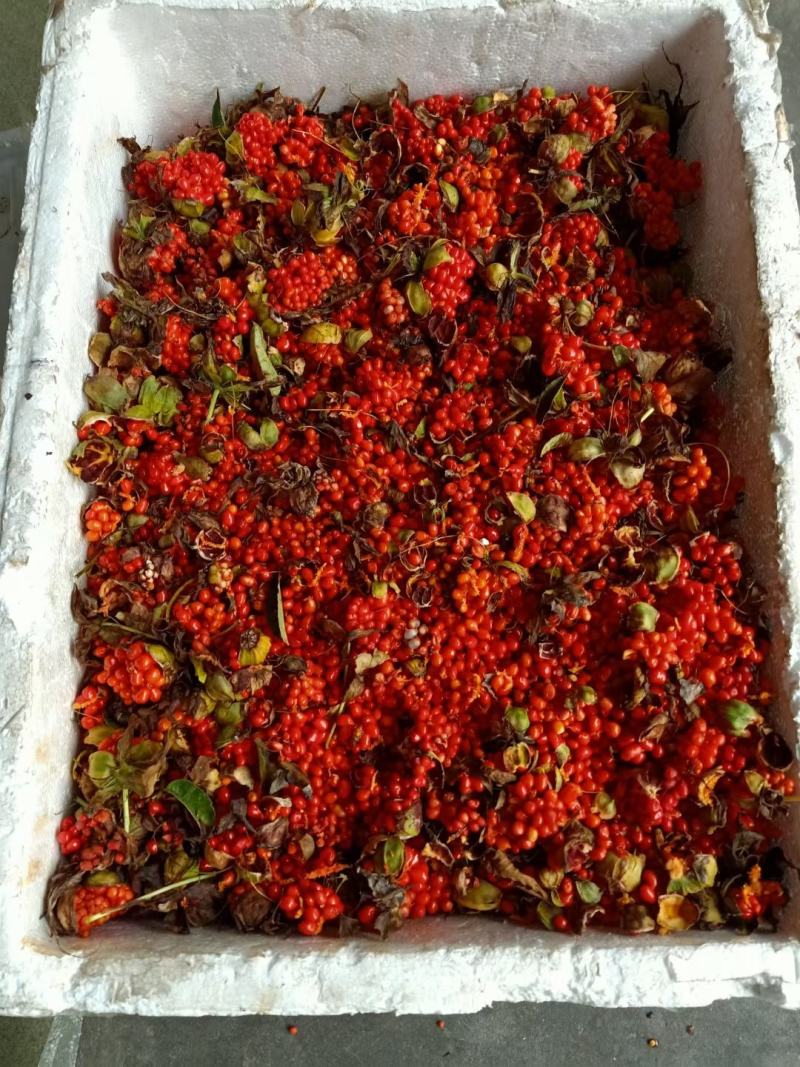 重楼种子高杆好品种带皮去皮，按时采摘，成熟度高