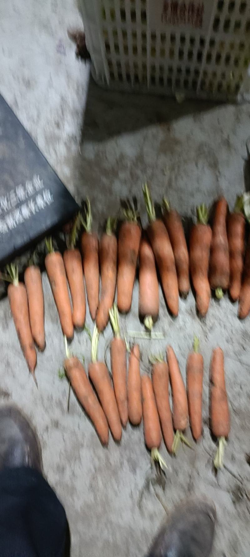 冷库葫萝卜