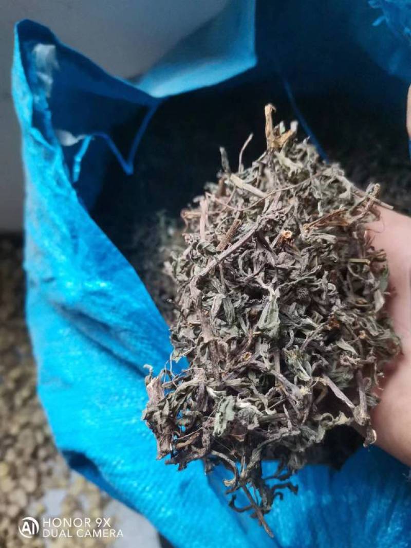 旱莲草，墨旱莲