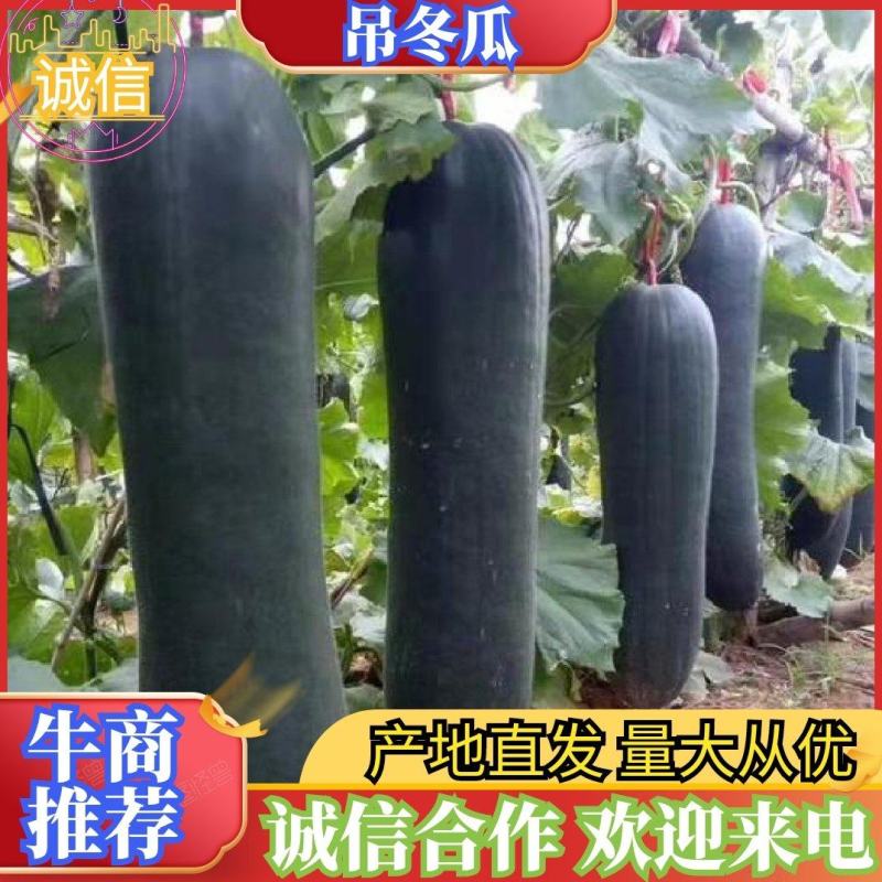 广西吊冬瓜大量热销供应商超批发市场欢迎实地考察合作