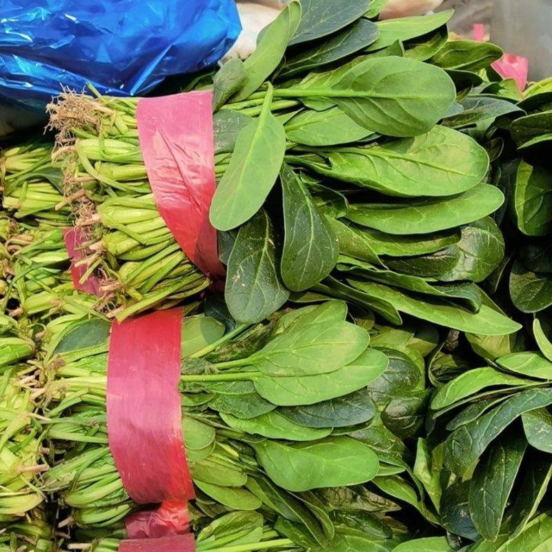精品菠菜大量上市