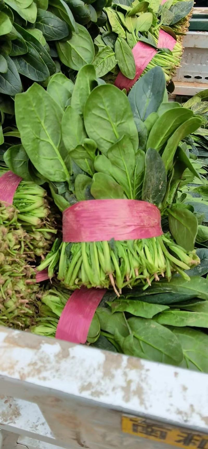 精品菠菜大量上市