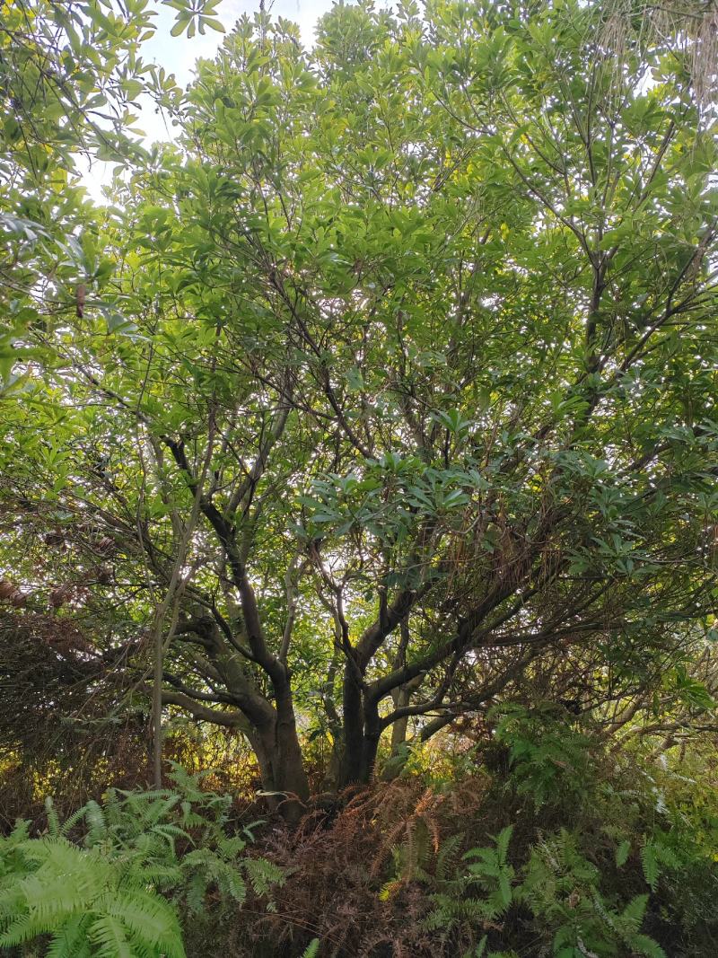 断根杨梅树