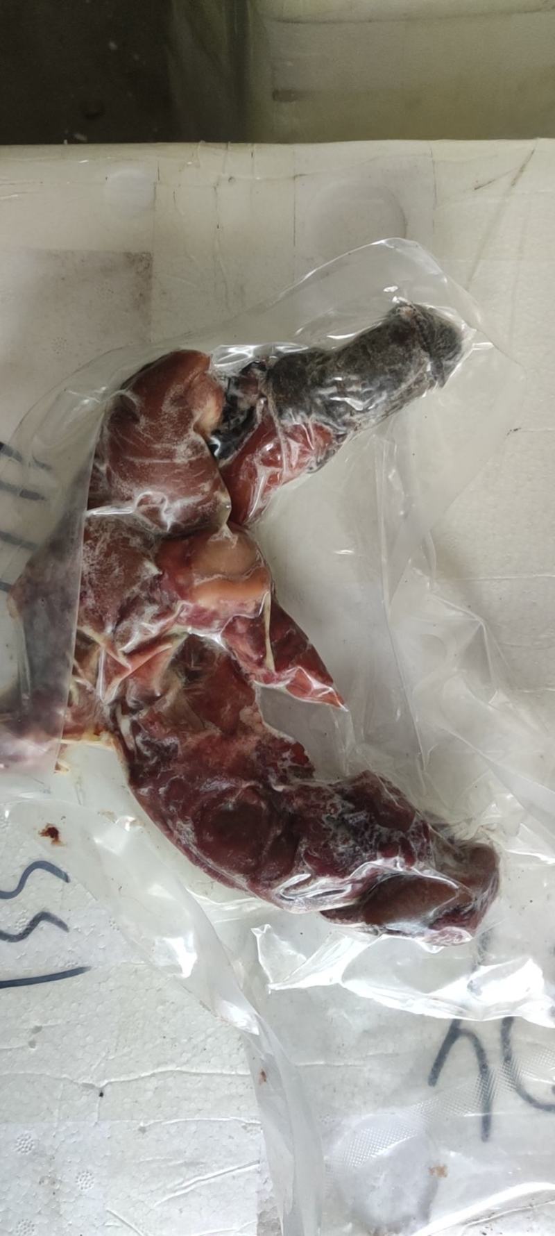 熟马鞭