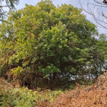 断根杨梅树