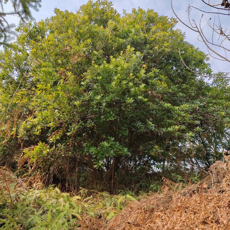 断根杨梅树