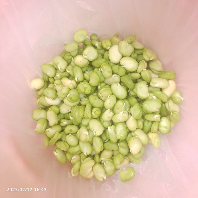 新鲜蚕豆，豆米，大量有货，量大从优，欢迎来电
