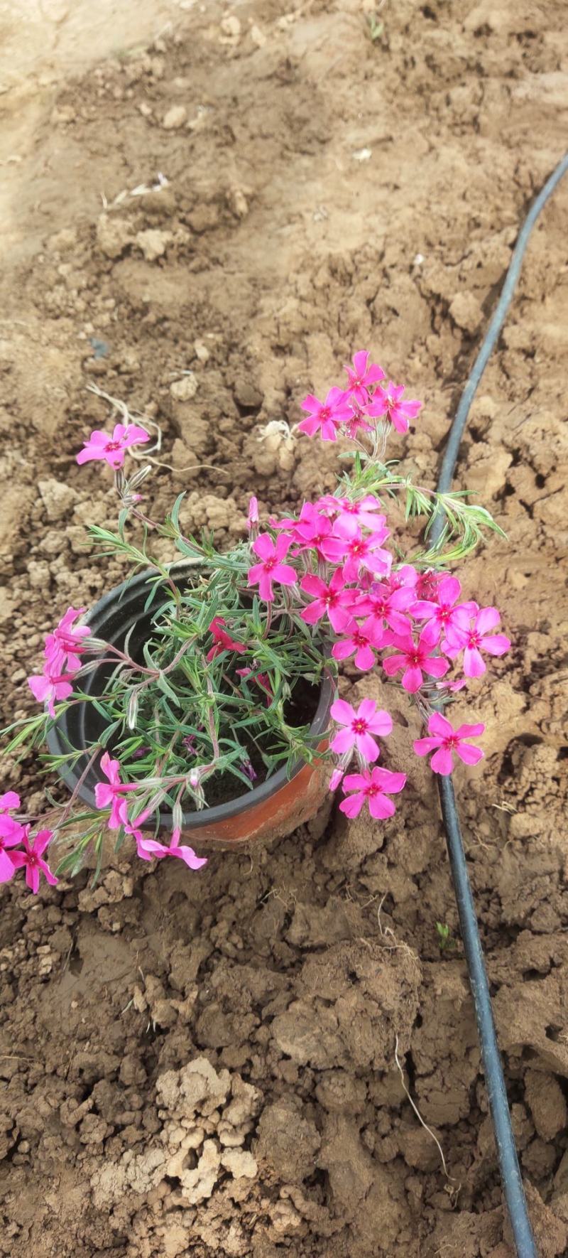 芝樱丛生福禄考基地直发量大从优可视频看货品质保障