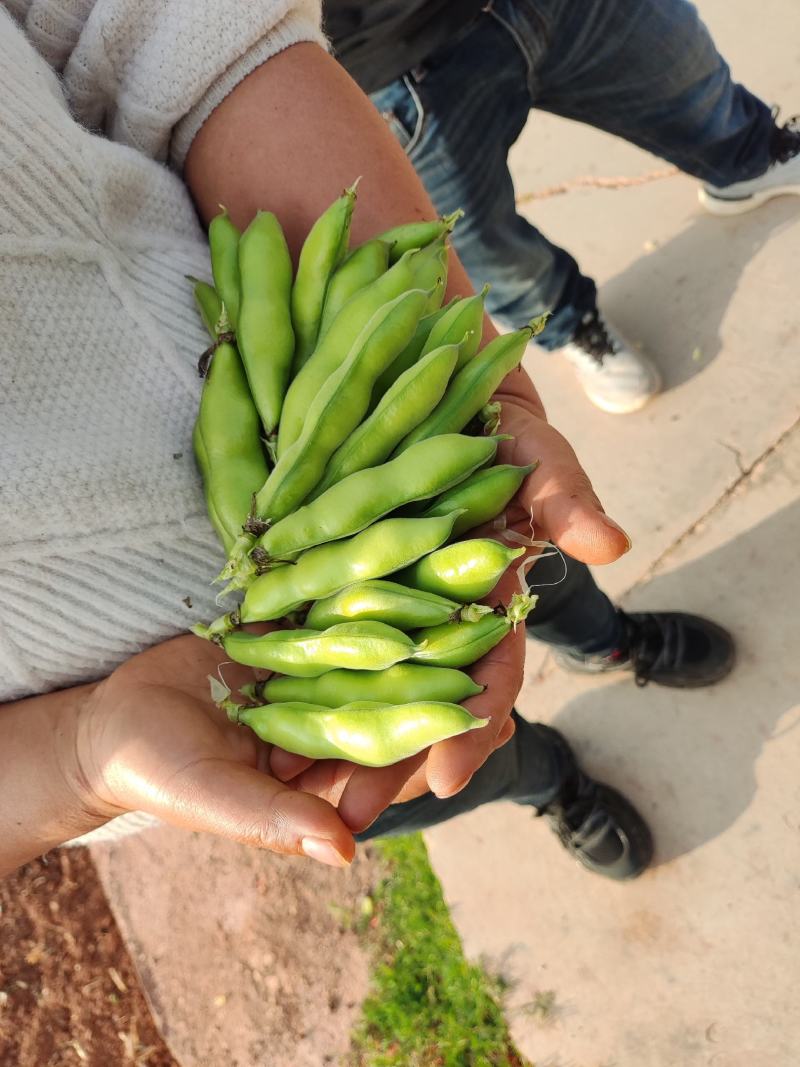 禄劝老品种蚕豆，口感甜糯